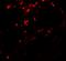 BMP And Activin Membrane Bound Inhibitor antibody, LS-B12370, Lifespan Biosciences, Immunofluorescence image 