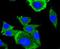 AP2M1 antibody, A06179-2, Boster Biological Technology, Immunocytochemistry image 