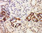 Nicotinamide Phosphoribosyltransferase antibody, orb11564, Biorbyt, Immunohistochemistry paraffin image 
