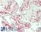 Frizzled Class Receptor 1 antibody, LS-B14666, Lifespan Biosciences, Immunohistochemistry paraffin image 