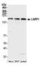 Larp antibody, A302-087A, Bethyl Labs, Western Blot image 