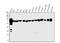 Phosphoenolpyruvate Carboxykinase 2, Mitochondrial antibody, A04772-1, Boster Biological Technology, Western Blot image 