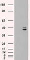 Mitogen-Activated Protein Kinase Kinase 4 antibody, LS-C784255, Lifespan Biosciences, Western Blot image 