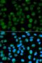Emerin antibody, LS-C331281, Lifespan Biosciences, Immunofluorescence image 