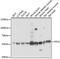 Pyruvate Dehyrogenase Phosphatase Catalytic Subunit 1 antibody, 15-594, ProSci, Western Blot image 