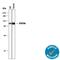 Signal Transducer And Activator Of Transcription 5B antibody, MAB15841, R&D Systems, Western Blot image 