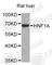 HNF1 Homeobox A antibody, A7251, ABclonal Technology, Western Blot image 