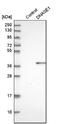 Deoxyribonuclease 1 antibody, NBP1-84999, Novus Biologicals, Western Blot image 