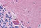 Synaptogyrin 1 antibody, MBS244542, MyBioSource, Immunohistochemistry frozen image 