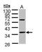 Troponin T1, Slow Skeletal Type antibody, PA5-29003, Invitrogen Antibodies, Western Blot image 