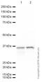 Retinaldehyde Binding Protein 1 antibody, ab15051, Abcam, Western Blot image 