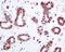 High Mobility Group Box 2 antibody, ab124670, Abcam, Immunohistochemistry paraffin image 