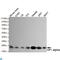 Chromobox 5 antibody, LS-C812997, Lifespan Biosciences, Western Blot image 