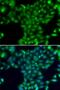 Transglutaminase 5 antibody, PA5-77108, Invitrogen Antibodies, Immunofluorescence image 