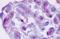 Interferon Alpha 8 antibody, orb69716, Biorbyt, Immunohistochemistry paraffin image 