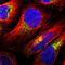 Nucleobindin 2 antibody, NBP1-87383, Novus Biologicals, Immunofluorescence image 