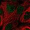  antibody, PA5-61196, Invitrogen Antibodies, Immunofluorescence image 