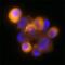 Dynactin Subunit 2 antibody, MAB6850, R&D Systems, Immunofluorescence image 