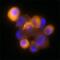 Dynactin Subunit 2 antibody, MAB6850, R&D Systems, Immunofluorescence image 