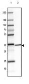 Glycerophosphodiester Phosphodiesterase Domain Containing 3 antibody, PA5-59581, Invitrogen Antibodies, Western Blot image 