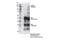 Nuclear Receptor Binding SET Domain Protein 2 antibody, 65127S, Cell Signaling Technology, Immunoprecipitation image 