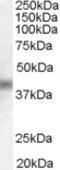 Mkp1 antibody, EB05197, Everest Biotech, Western Blot image 