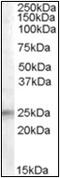 Insulin Like Growth Factor Binding Protein 6 antibody, AP23063PU-N, Origene, Western Blot image 