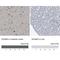 Sodium Voltage-Gated Channel Beta Subunit 4 antibody, NBP1-86057, Novus Biologicals, Immunohistochemistry paraffin image 