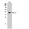 DNA Polymerase Beta antibody, LS-C383168, Lifespan Biosciences, Western Blot image 