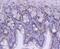 Structural Maintenance Of Chromosomes 1A antibody, NBP2-67733, Novus Biologicals, Immunohistochemistry paraffin image 