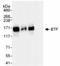 BCL2 Associated Transcription Factor 1 antibody, NB100-1704, Novus Biologicals, Immunoprecipitation image 