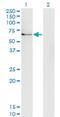 Ubiquilin 1 antibody, H00029979-M02, Novus Biologicals, Western Blot image 