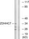 Zinc Finger DHHC-Type Containing 7 antibody, LS-C120192, Lifespan Biosciences, Western Blot image 