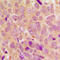 Ezrin antibody, LS-C368425, Lifespan Biosciences, Immunohistochemistry frozen image 