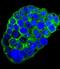 Complement C1q C Chain antibody, LS-C168048, Lifespan Biosciences, Immunofluorescence image 