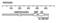 Perforin 1 antibody, XA-1009, ProSci, Western Blot image 