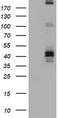 Fc Fragment Of IgE Receptor II antibody, TA801620BM, Origene, Western Blot image 