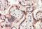 Teratocarcinoma-Derived Growth Factor 1 antibody, MBS421778, MyBioSource, Immunohistochemistry frozen image 