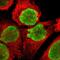 Nucleophosmin 1 antibody, NBP1-90047, Novus Biologicals, Immunofluorescence image 
