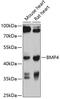 Bone Morphogenetic Protein 4 antibody, 16-160, ProSci, Western Blot image 