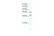 p38 antibody, 31-049, ProSci, Western Blot image 