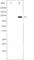 Forkhead Box O3 antibody, abx011936, Abbexa, Western Blot image 