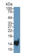 Trefoil factor 2 antibody, LS-C299793, Lifespan Biosciences, Western Blot image 