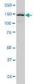 Symplekin antibody, H00008189-M03, Novus Biologicals, Western Blot image 