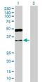 Glyoxylate reductase/hydroxypyruvate reductase antibody, H00009380-D01P, Novus Biologicals, Western Blot image 