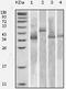 Thioredoxin antibody, 32-225, ProSci, Western Blot image 