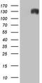 Anoctamin-1 antibody, TA803578, Origene, Western Blot image 