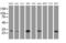 Mitochondrial Translational Initiation Factor 3 antibody, MA5-26441, Invitrogen Antibodies, Western Blot image 