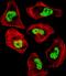 Centrin 3 antibody, orb373959, Biorbyt, Immunocytochemistry image 