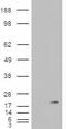 Phospholipase A2 Group IB antibody, GTX88948, GeneTex, Western Blot image 